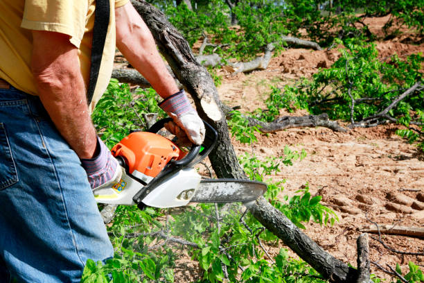 Best Tree Branch Trimming  in Williamsport, PA